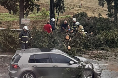Yalova’da fırtına nedeniyle devrilen ağaç yolu trafiğe kapadı