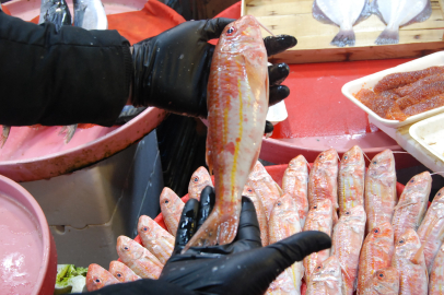 Yalova’da bu balığın kilosu 1200 TL!