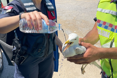 Jandarma ekiplerinden yaralı martıya şefkat eli