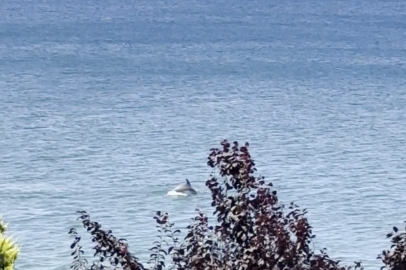 Esenköy açıklarında yüzerken yunusla burun buruna geldi