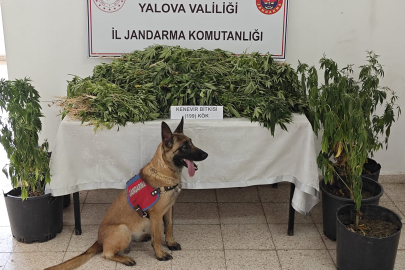 Çınarcık’ta kenevir operasyonu! 1 gözaltı