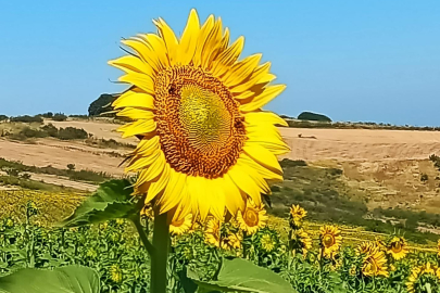 TAKE Projesi Kapsamında Dağıtılan Ayçiçeği Tohumları Filiz Verdi