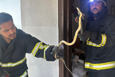 Yalova’da Hazer yılanı paniği! İtfaiye ekipleri yakaladı