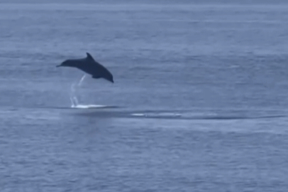 Esenköy’de yunus balıkları şov yaptı