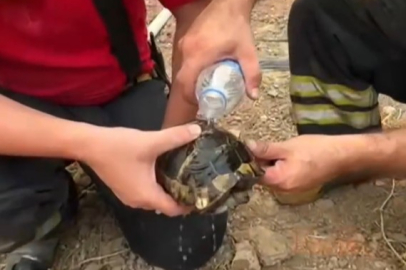 Kahraman itfaiyecilerden alevlerin arasında kalan kaplumbağaya şefkat eli