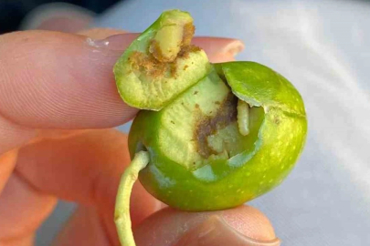 Zeytin Sineği ilaçlama zamanı geldi