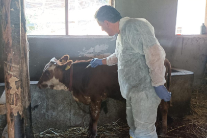 Yalova’da şap aşılamaları başladı