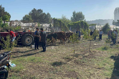 Yalova’da büyükbaş hayvanlar alevlerden son anda kurtarıldı!