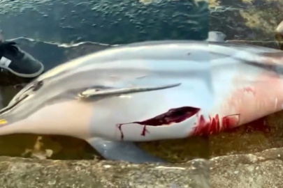 Yalova’da iki ölü yunus sahile vurdu! Zıpkınla vurulmuş