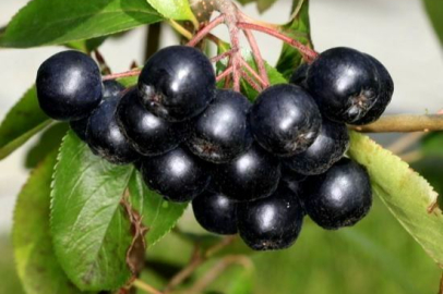 Yalova Aronya Festivali’nin stant başvuruları başladı