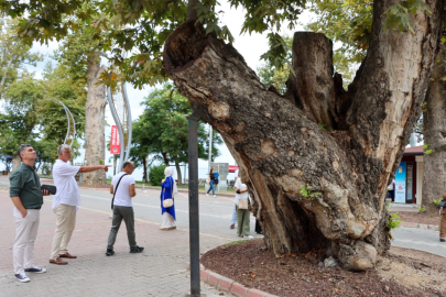 Yalova’da anıt ağaçlar koruma altında