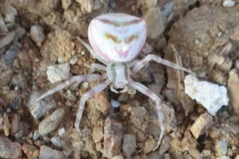 Yalova’da insan yüzlü örümcek şaşkınlığı