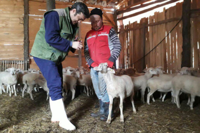 2025 yılı buzağı ve kuzu destekleme başvuruları başlıyor