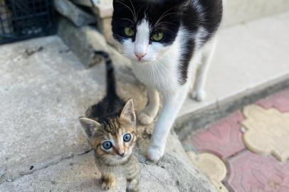 Yalovalılar sıcak yaz günlerinde can dostlarımızı unutmadı