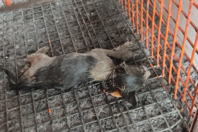 Kanalizasyon kuyusuna düşen kediye nefes kesen kurtarma operasyonu