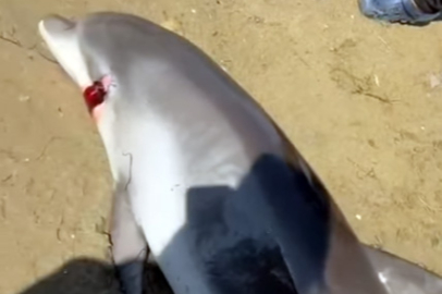 Elmakent Sahilinde ölü yunus bulundu