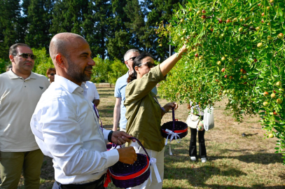 Aronya Festivali tam gaz devam ediyor