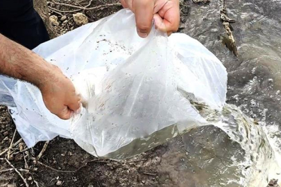 Göletlere 180.000 yavru balık bırakıldı