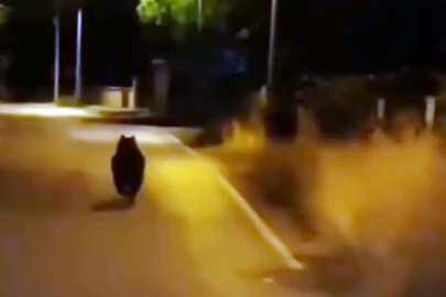 Aç kalan ayı köye indi