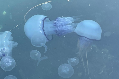Pusula denizanası Yalova sahillerinde görüldü