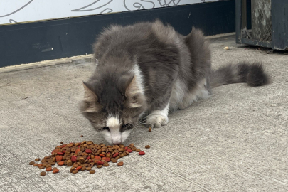 Mama ve su desteği Yalovalıları gülümsetti