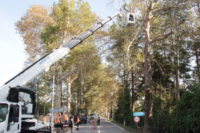 Tarihi anıt ağaçlar için bakım ve budama çalışması başlatıldı