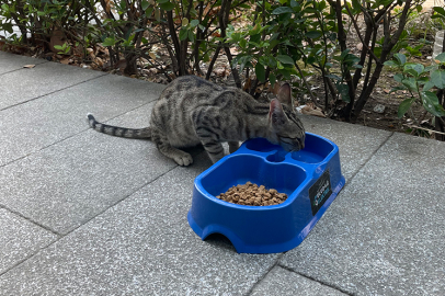 Sevgimiz, Enerjimiz Sizinle Projesi sokak hayvanlarına umut olmaya devam ediyor