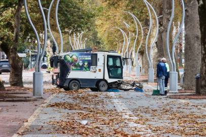 Tarihi anıt ağaçların bakım ve budama çalışmaları devam ediyor