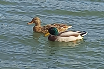 Ortaburun Tabiat Parkı’nda çeşitlilik artıyor