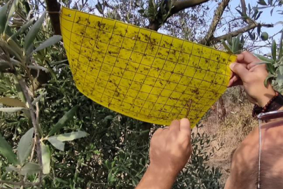 Tuzak kontrolleri yapıldı