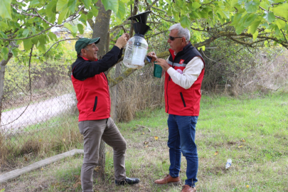 Yalova’da kahverengi kokarcayla mücadele sürüyor