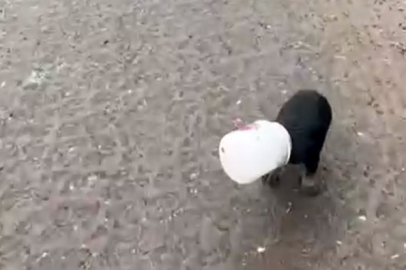 Kafası yoğurt kabına sıkışan yavru köpeği kurtardı