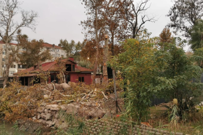 Yalova Barosu’ndan anıt ağaç katliamına sert tepki