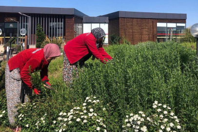Tıbbi aromatik bitkiler hasat edildi
