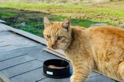 Mühendislik Fakültesi öğrencilerinden sokak hayvanları için anlamlı proje