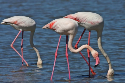 Altınova’daki Hersek Lagünü’nünde renkli görüntüler