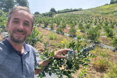 Sermayecik'te dev hedef:  Yıllık 300 ton yaban mersini