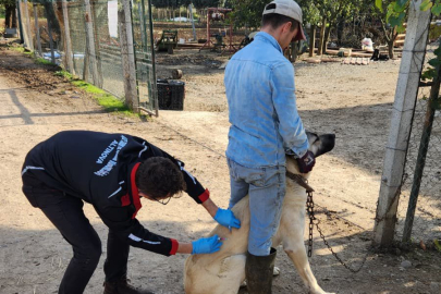 Yalova’da 17 binden fazla evcil hayvana çip takıldı