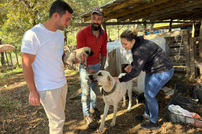 Armutlu’da köpeklere mikroçip uygulaması yapıldı