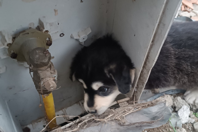 Çiftlikköy’de doğalgaz kutusuna sıkışan köpeği kurtardılar