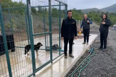 Esenköy’de sahipsiz sokak hayvanları toplanıyor