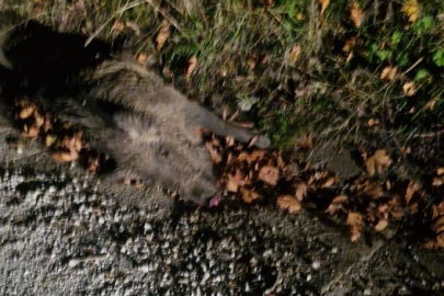 Sugörende ölü domuz paniği! Köy halkı tedirgin