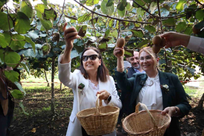 Kivi hasadı törenle başlandı