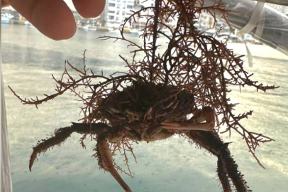 Esenköy’de ağlarını çeken balıkçılar gözlerine inanamadı