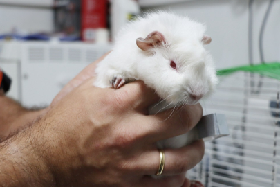 Ginepig sahiplenilmeyi bekliyor