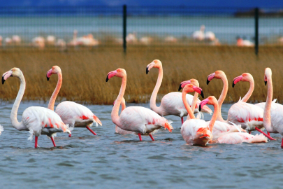 Hersek Lagünü’nde flamingolar ilgi odağı oluyor