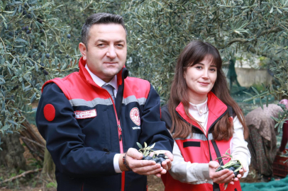 İlmeç, Yalova’da zeytin hasadının startını verdi