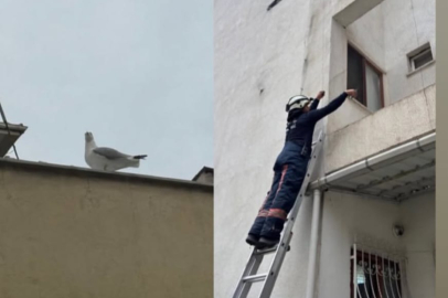 Apartman boşluğunda mahsur kalan martıyı kurtardılar