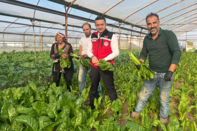 Yalova Tarım ve Orman İl Müdürü İlmeç, pazı hasadına katıldı