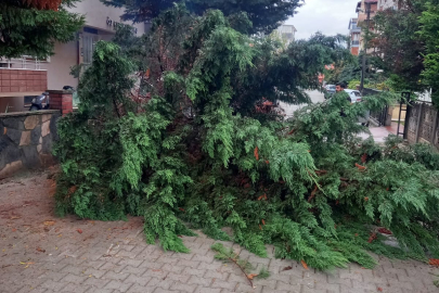 İsmetpaşa Mahallesi’nde devrilen ağaç yolu kapattı